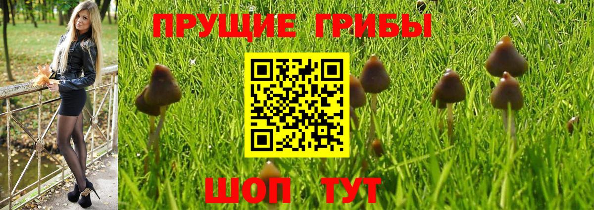 Галлюциногенные грибы Psilocybe Благодарный